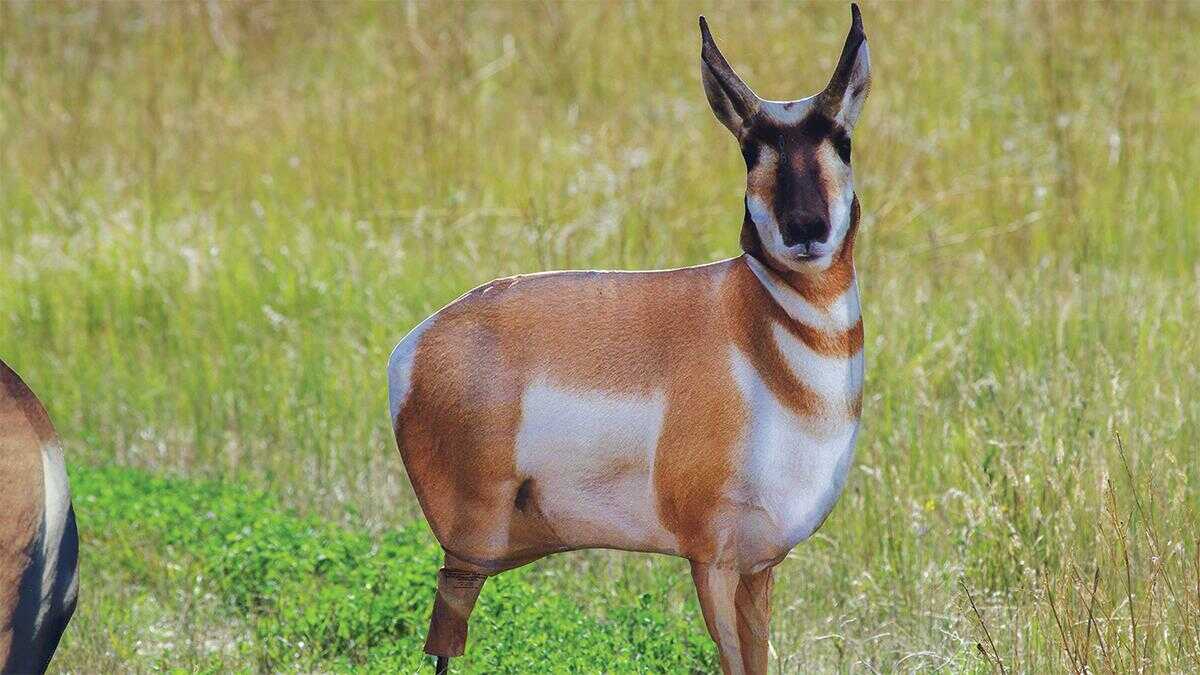 Montana Decoy Co Antelope Buck