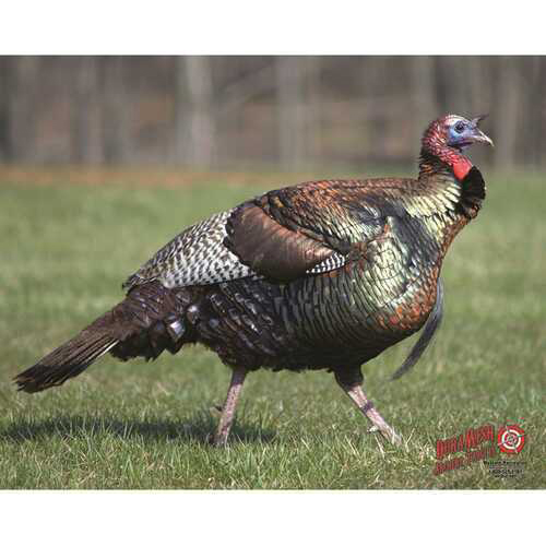 Duramesh Archery Target Turkey 25 in. x 32 in. Model: DM217