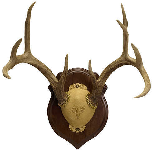 Walnut Hollow Deluxe Antler Display Kit